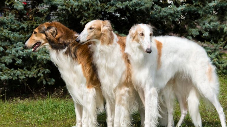 13 Interesting Facts About Borzoi Breed That You Must Know