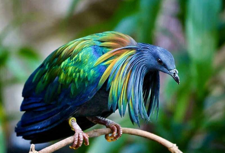 prettiest bird