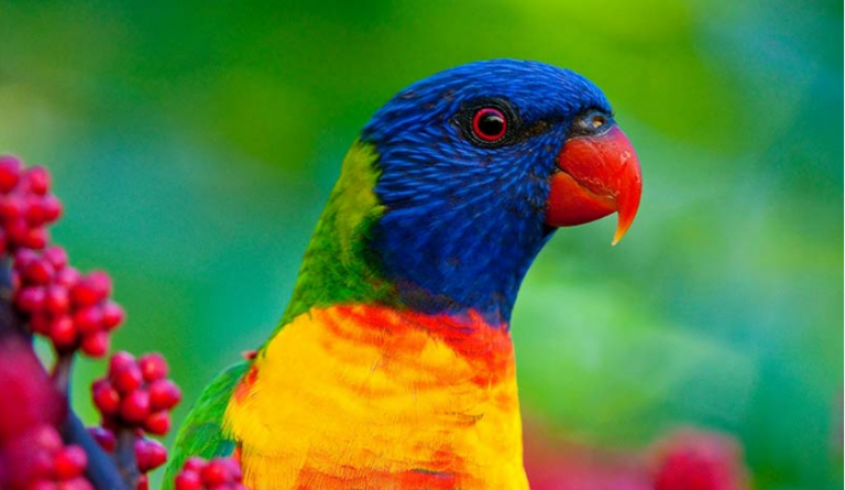 25 Most Beautiful Birds in the World