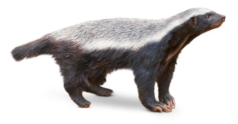 15 Interesting Facts About Honey Badgers