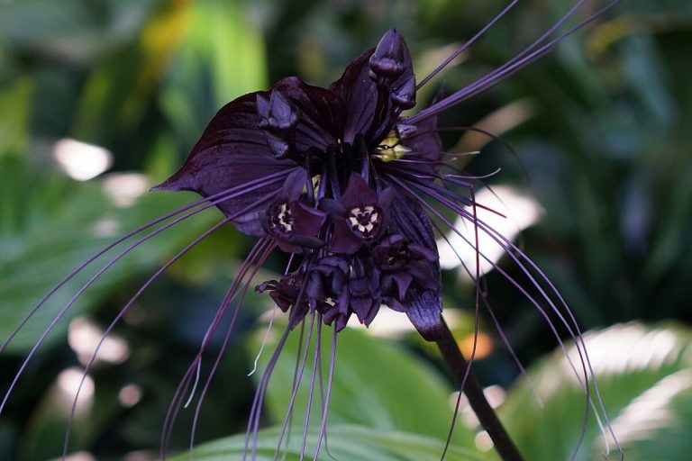 18 Rarest Flowers in the World