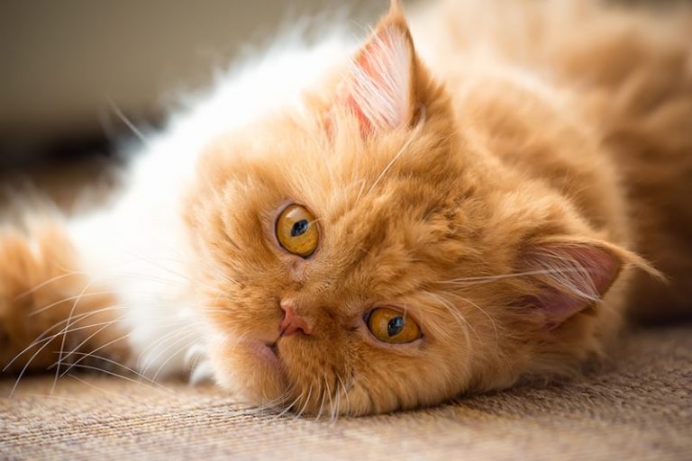 Why Do Cats Purr? Multiple Reasons Explained
