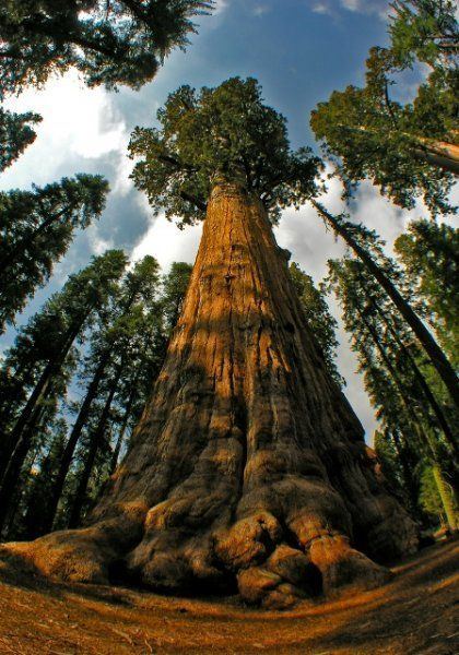 We Explore the 11 Tallest Trees in the World