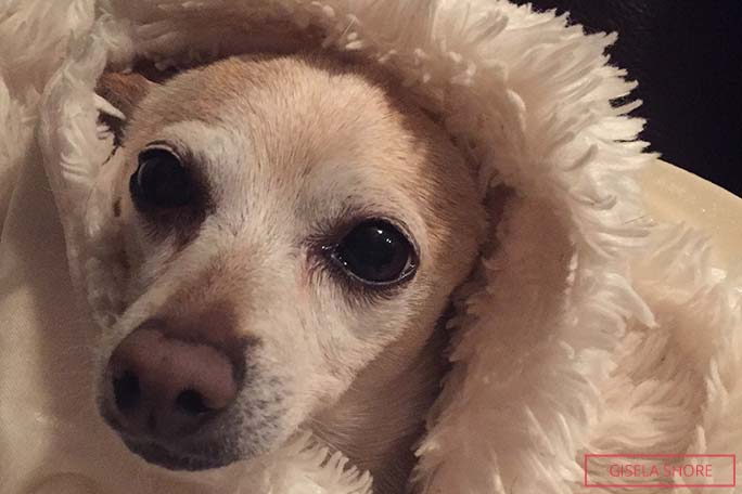 Meet TobyKeith: World’s Oldest Living Dog