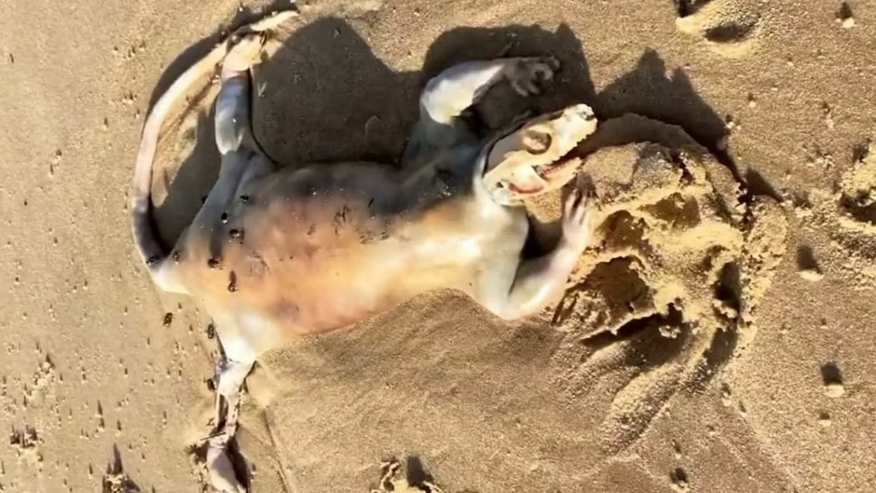 Watch: Mysterious 'Alien' Like Creature Spotted on Australian Beach - The  Teal Mango
