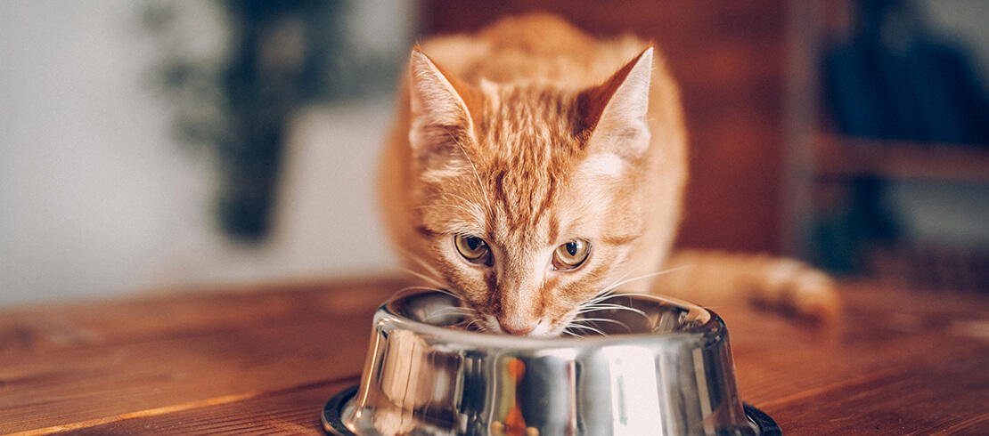10 Best Cat Food Brands for Your Pet’s Good Health and Nutrition