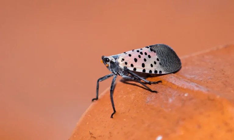 Spotted Lanternfly – What to Do About its Spread?