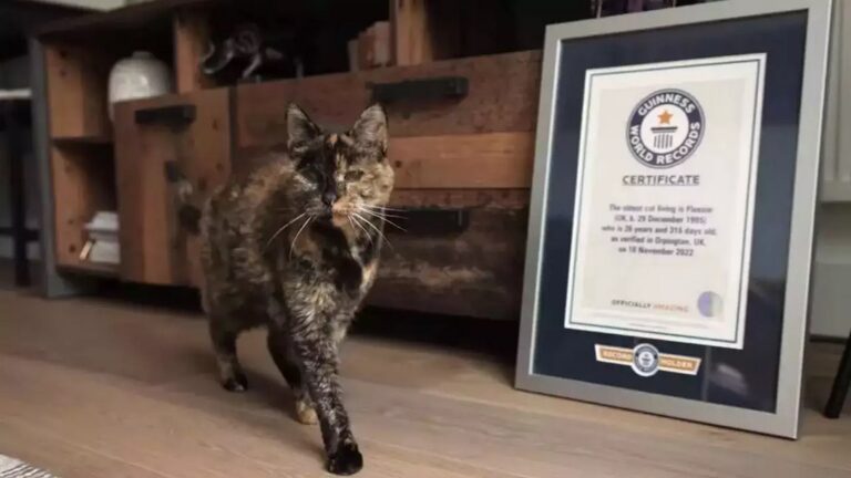 Meet Flossie: The World’s Oldest Living Cat