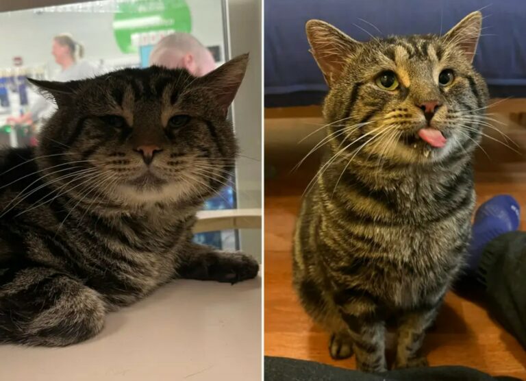 Meet Fishtopher, The ‘Sad and Depressed’ Cat Who Went Viral and Got Adopted